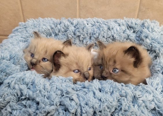 Three fluffy Ragdoll kittens snuggled in a blue bed — reserve a future litter