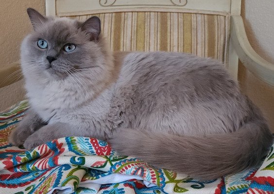Blueberry the Ragdoll cat resting on a chair — view Blueberry’s current litter