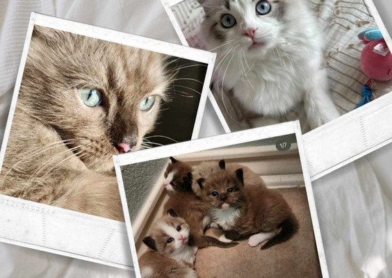 Collage of Ragdoll kitten photos — buy kitten photos (US customers only)