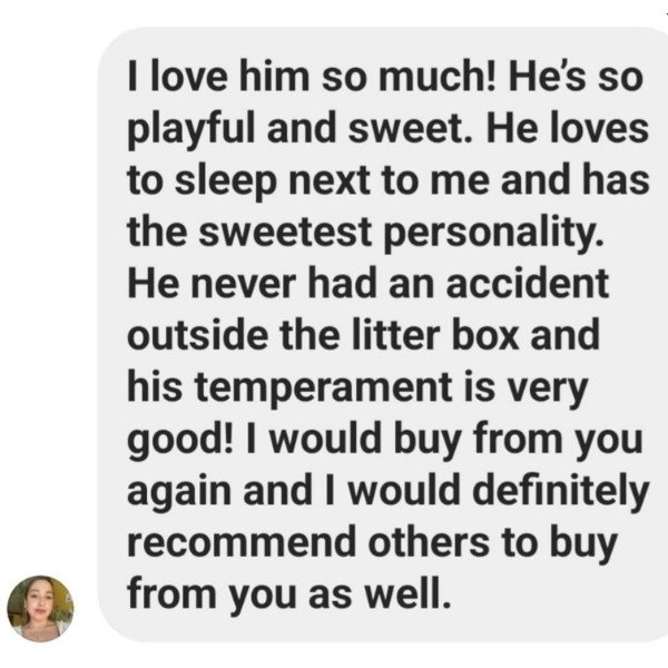 Ragdoll Ranch Texas - testimonial