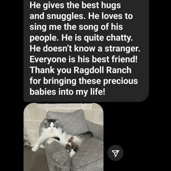 Ragdoll Ranch Texas - testimonial