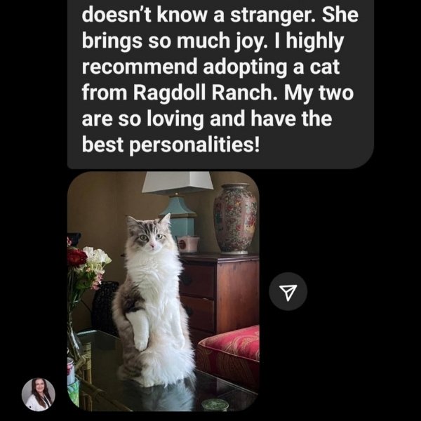 Ragdoll Ranch Texas - testimonial