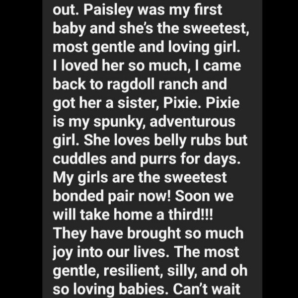 Ragdoll Ranch Texas - testimonial