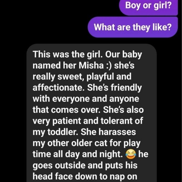 Ragdoll Ranch Texas - testimonial