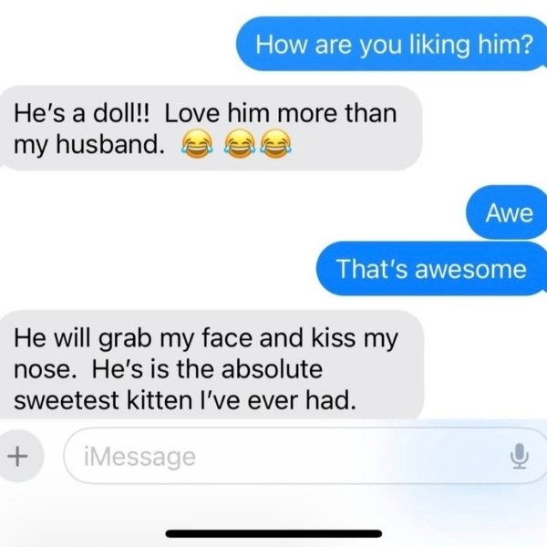 Ragdoll Ranch Texas - testimonial