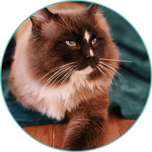 Healthy Ragdoll kitten with chocolate and white fur, looking alert and well-groomed