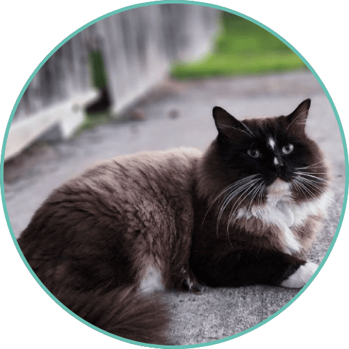 Friendly Ragdoll kitten with dark points and bright eyes, resting outdoors