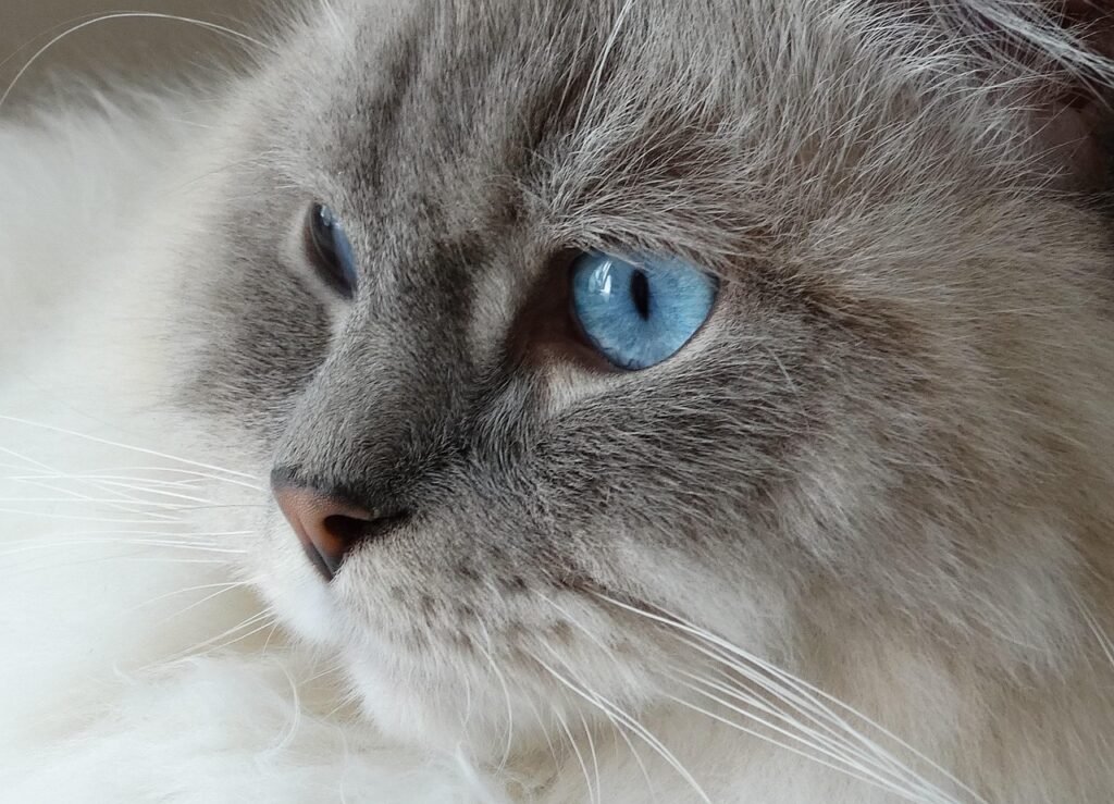 cat, remote access, ragdoll, animal, blue, eyes, face, ragdoll, ragdoll, pet, ragdoll, ragdoll, ragdoll