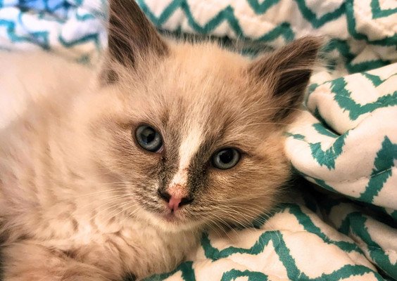 Ragdoll kitten Thor with cream fur and blue eyes lying on patterned blanket