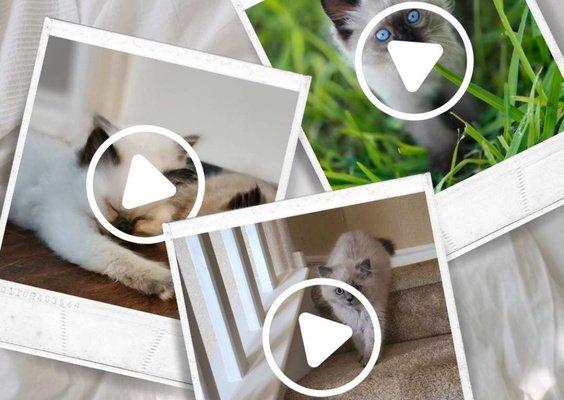 Collage of Ragdoll kitten video thumbnails — buy kitten video (US customers only)