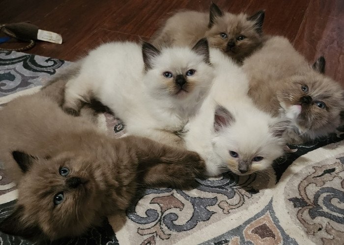 Three fluffy Ragdoll kittens snuggling in a soft blue blanket