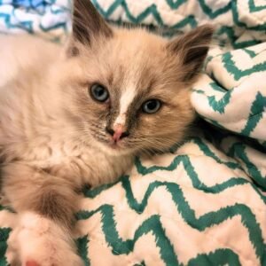 Cream-colored Ragdoll kitten with blue eyes relaxing on a patterned blanket