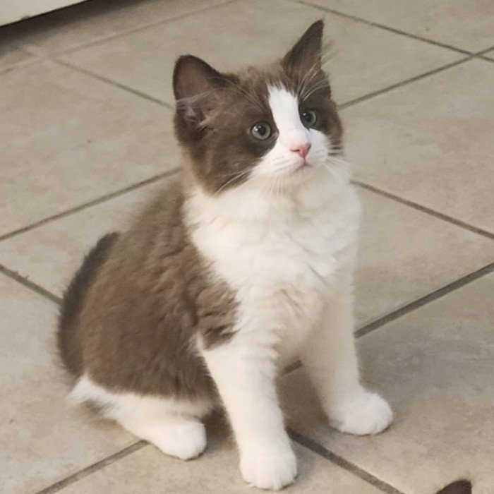 White and grey Ragdoll kitten with pink nose standing on tile floor