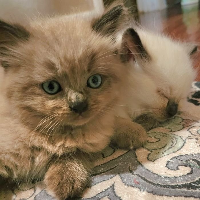 Blue-eyed Ragdoll kitten with long fur lying on a patterned rug next to a sibling