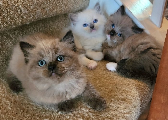 Three Ragdoll kittens cuddled together in a cozy cat tree, looking up
