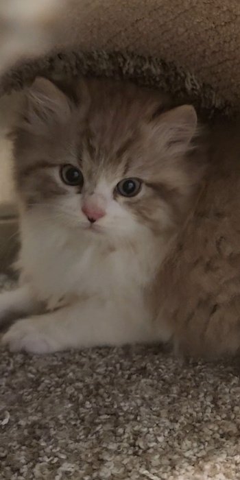 Fluffy Cherubim kitten with white face and brown tabby coat looking at camera