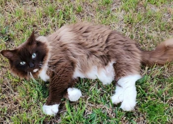 Adult Ragdoll cat with chocolate coat relaxing in the grass outdoors