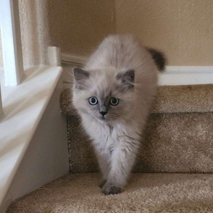 Cream Ragdoll kitten with blue eyes descending carpeted stairs
