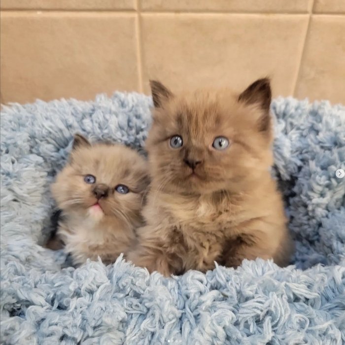 Two fluffy Ragdoll kittens with blue eyes sitting together on a soft blue blanket