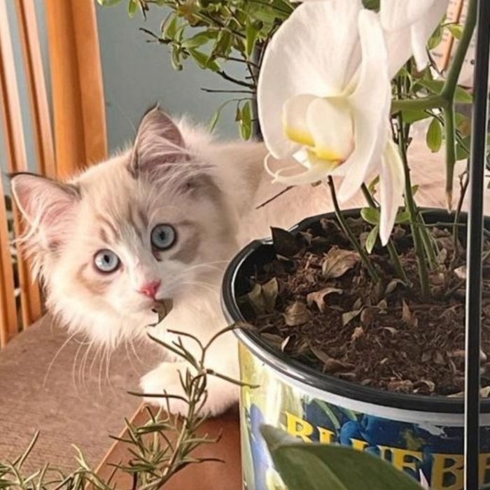 Blue-eyed Ragdoll kitten curiously peeking from behind a white orchid in a flower pot