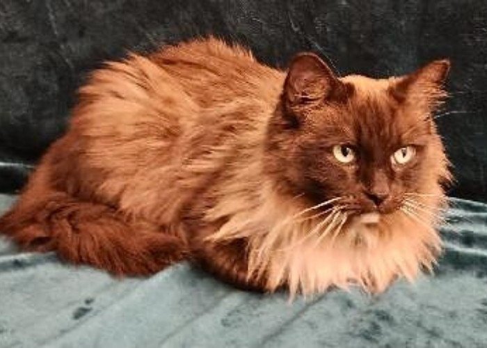 Long-haired reddish Ragdoll cat lying on teal blanket indoors