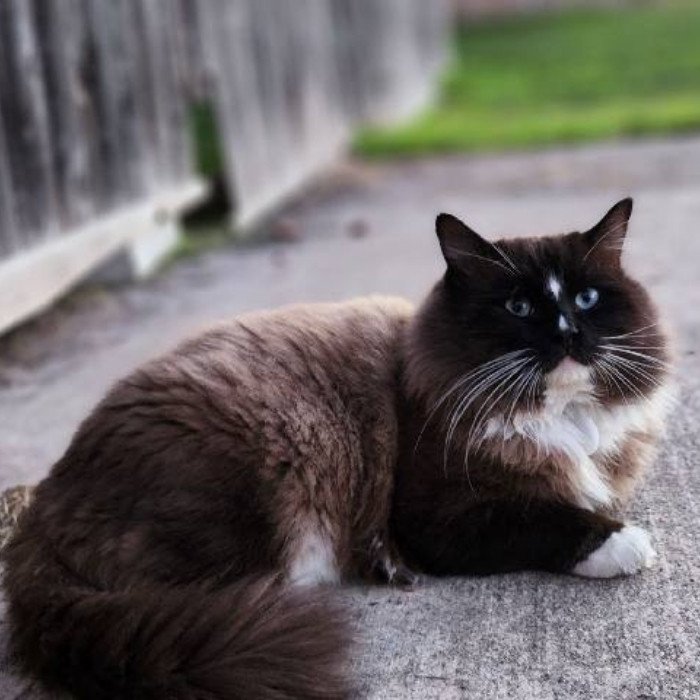 Dark-pointed Ragdoll cat resting on pavement outdoors