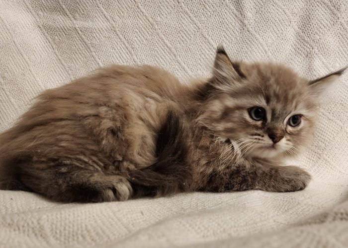 Cherubim kitten with long brown fur lying on a white textured blanket