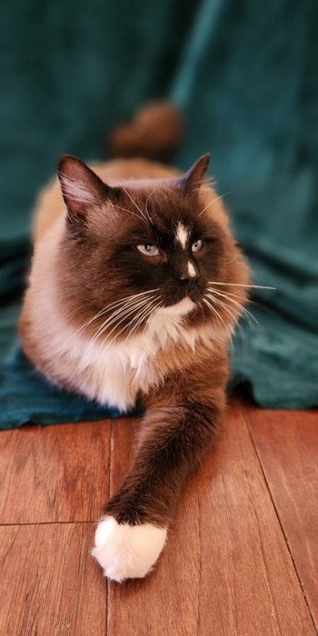 Adult Ragdoll cat with dark chocolate points lying on a teal blanket indoors
