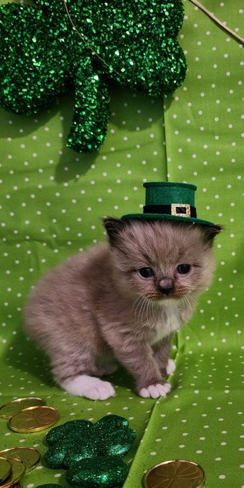 Ragdoll kitten wearing a green St. Patrick’s Day hat in front of a polka dot background