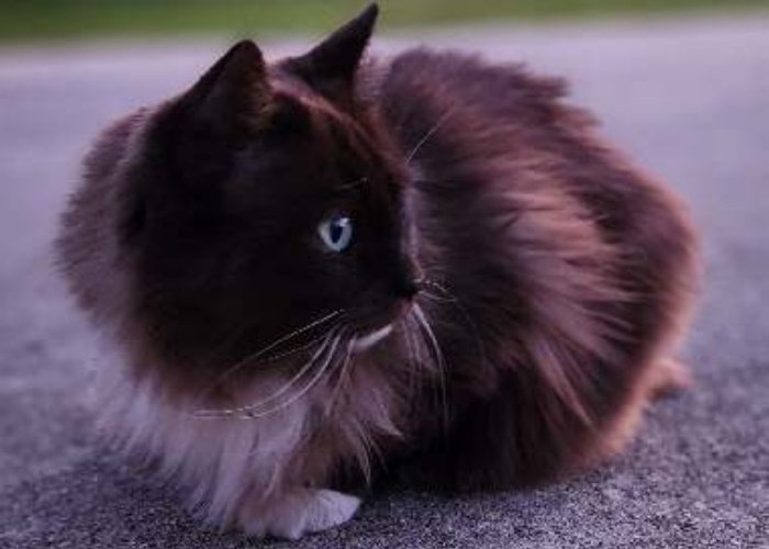 Fluffy Ragdoll kitten with chocolate mask and bright blue eyes