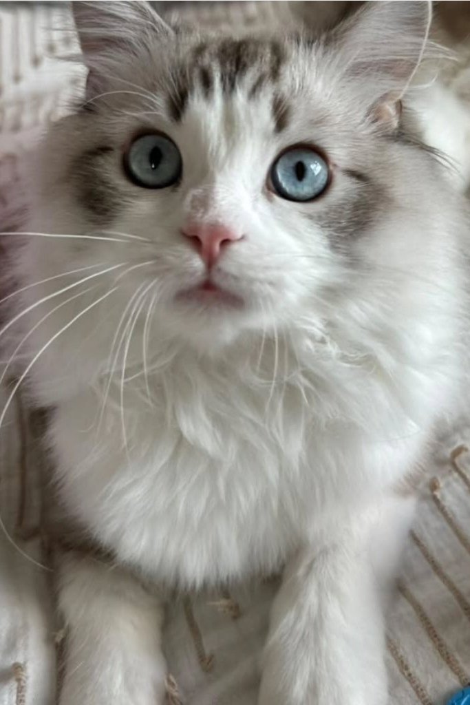 Close-up of a Ragdoll cat with bright blue eyes and soft white fur at Ragdoll Ranch Texas