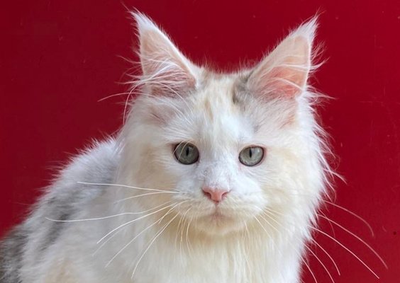 Ragdoll RT - Kings & Queens - Winter - Maine Coon - 564x400px Winter, a silver-blue Maine Coon queen with tufted ears and long fur — affectionate breeding cat at Ragdoll Ranch Texas